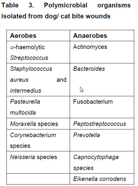 Fisker s symptoms of strep in adults